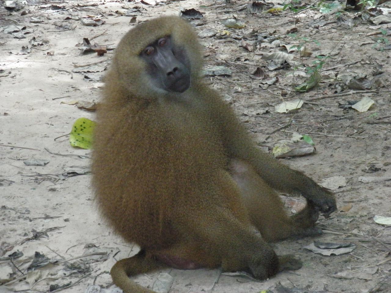 babouin à Makasutu